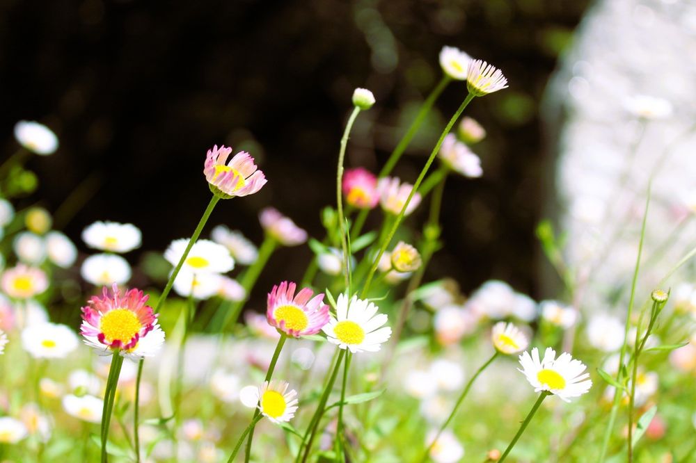 Daisy's in bloom