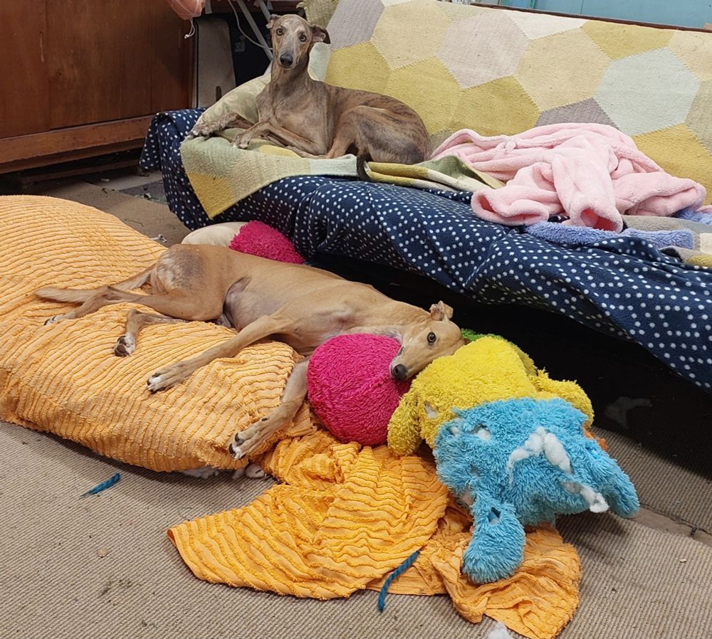 A whippet and a grey hound with their big soft toy caterpillar which has holes and stuffing falling out.