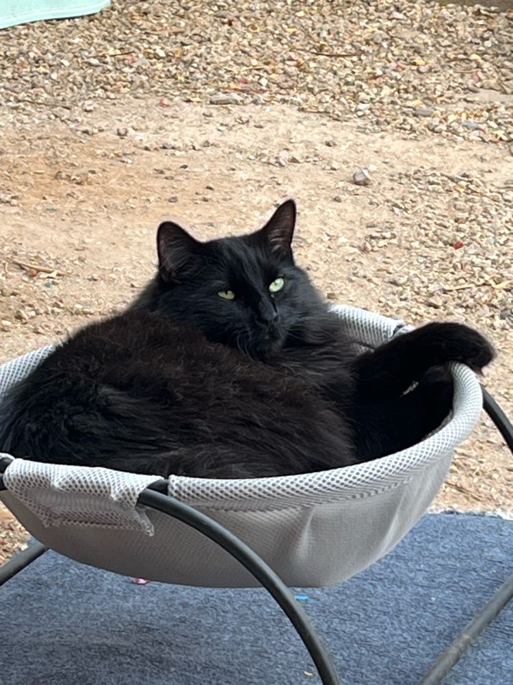 Large black cat in a grey cat hammock 
