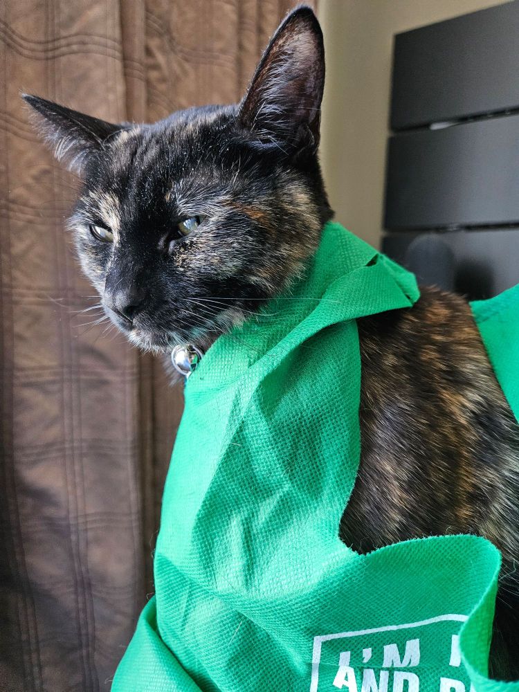 Cat standing in a green bag  is side-eying me for taking her photo