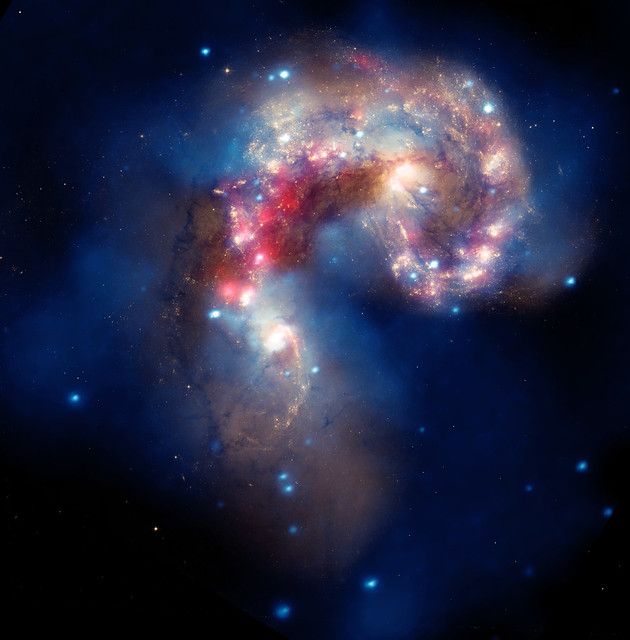 NASA image release August 5, 2010

A beautiful new image of two colliding galaxies has been released by NASA's Great Observatories. The Antennae galaxies, located about 62 million light-years from Earth, are shown in this composite image from the Chandra X-ray Observatory (blue), the Hubble Space Telescope (gold and brown), and the Spitzer Space Telescope (red). The Antennae galaxies take their name from the long antenna-like &quot;arms,&quot; seen in wide-angle views of the system. These features were produced by tidal forces generated in the collision.

The collision, which began more than 100 million years ago and is still occurring, has triggered the formation of millions of stars in clouds of dusts and gas in the galaxies. The most massive of these young stars have already sped through their evolution in a few million years and exploded as supernovas.

The X-ray image from Chandra shows huge clouds of hot, interstellar gas that have been injected with rich deposits of elements from supernova explosions. This enriched gas, which includes elements such as oxygen, iron, magnesium, and silicon, will be incorporated into new generations of stars and planets. The bright, point-like sources in the image are produced by material falling onto black holes and neutron stars that are remnants of the massive stars. Some of these black holes may have masses that are almost one hundred times that of the Sun.

The Spitzer data show infrared light from warm dust clouds that have been ...