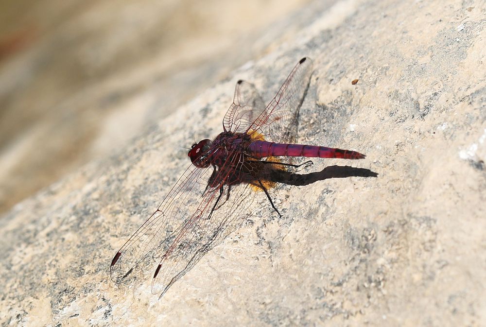 Violet Dropwing (Trithemis annulata) © Jon Dunn
