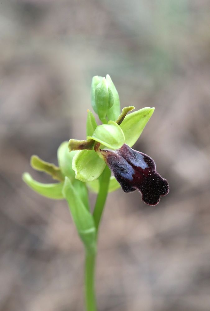 Ophrys eptapgiensis © Jon Dunn
