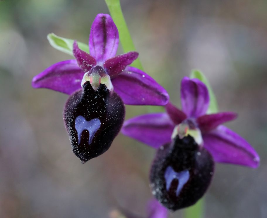 Ophrys ferrum-equinum (hyperchromic), Orchids of Rhodes © Jon Dunn
