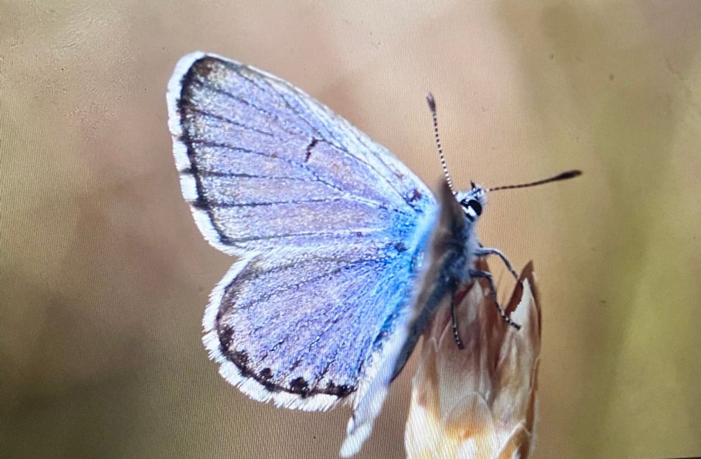 Eastern Baton Blue (Pseudophilotes vicrama) © Jon Dunn