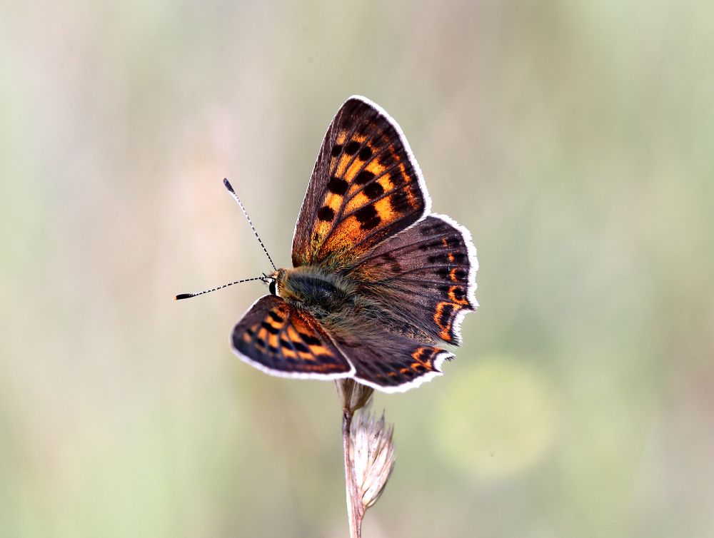 Iberian Sooty Copper (Lycaena bleusei) © Jon Dunn
