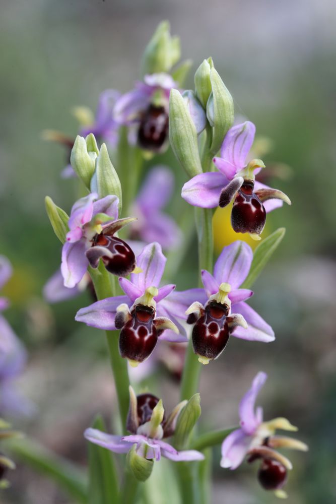 Ophrys cornutula, Orchids of Rhodes © Jon Dunn
