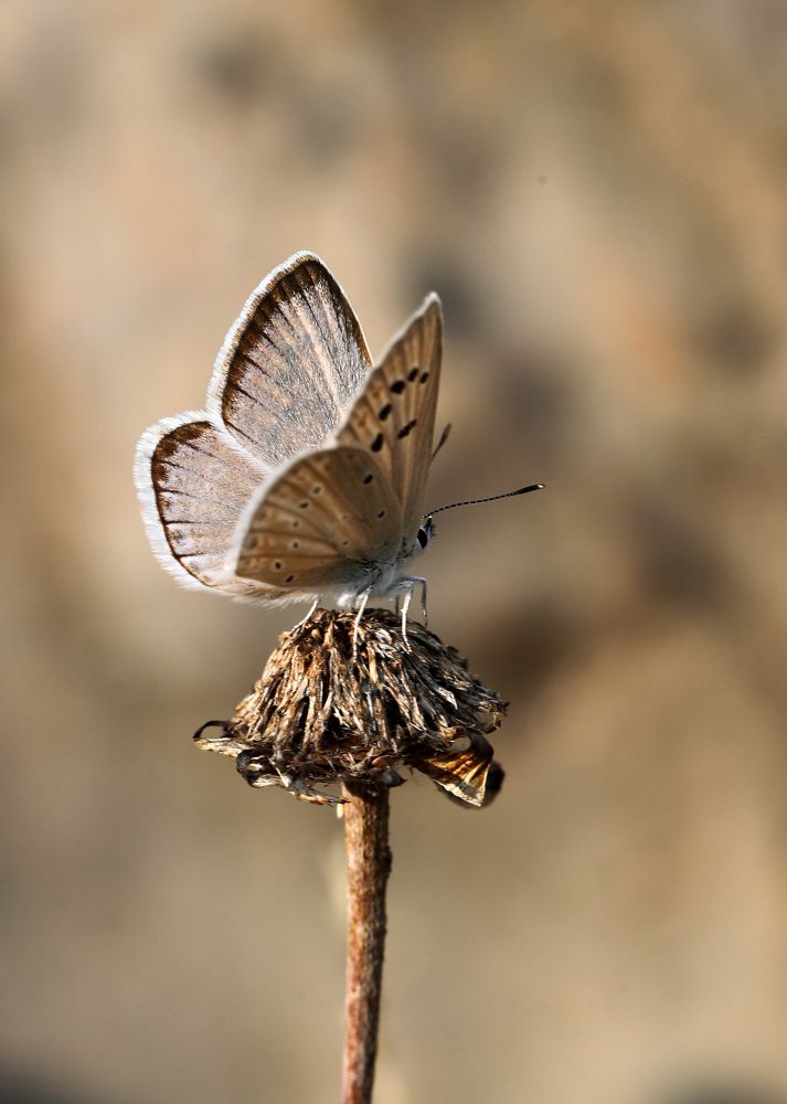 Mother of Pearl Blue (Polyommatus nivescens) © Jon Dunn