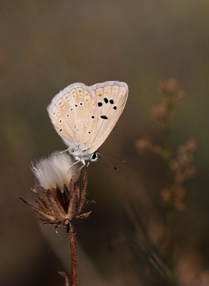 Mother of Pearl Blue (Polyommatus nivescens) © Jon Dunn