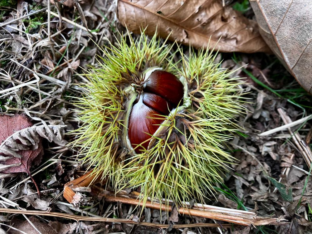 Sweet Chestnut (Castanea sativa) © Jon Dunn