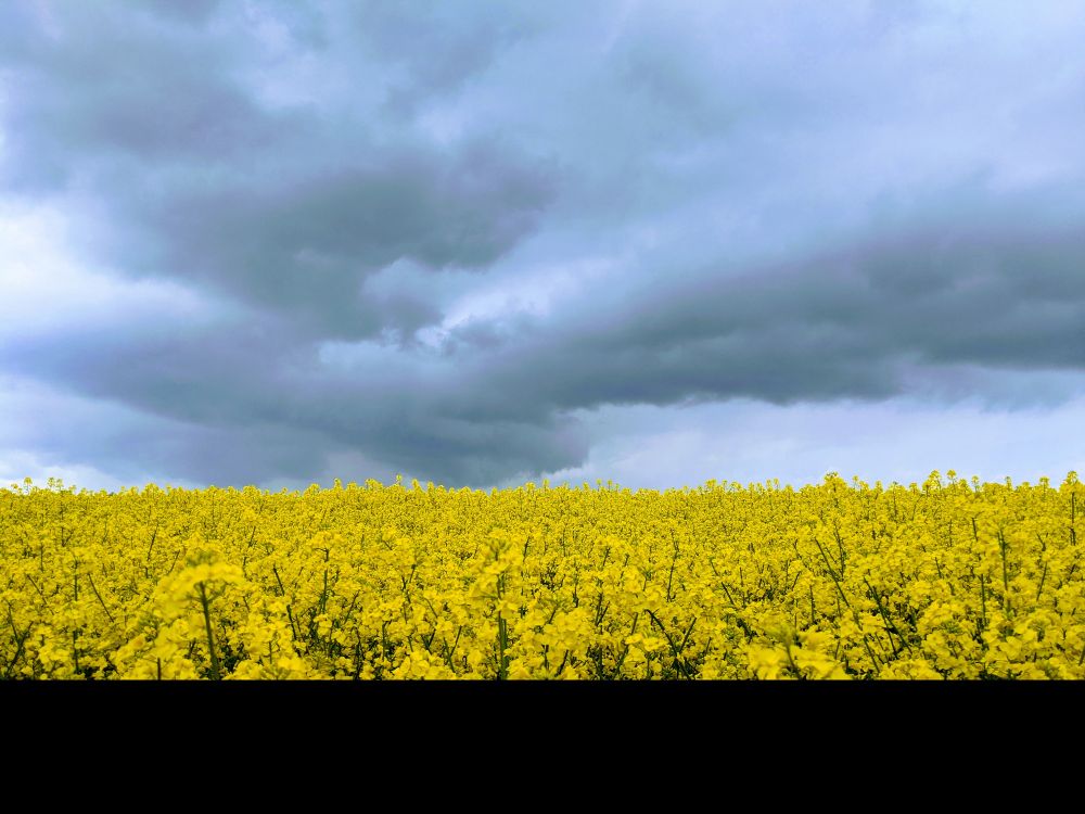 Ein Rapsfeld in gelber Blütenpracht sticht vor einem grauen regnerischen Himmel ab. 