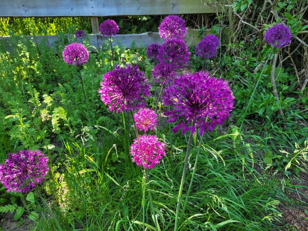 Mehrere Riesenlauchblüten vor einem Bonanzazaun. 