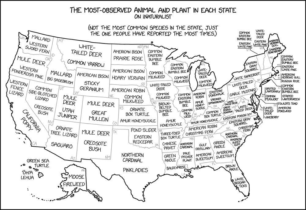 Comic. The Most-Observed Animal and Plant in Each State on iNaturalist. (Not the most common species in the state, just the one people have reported the most times.) [labeled map of the US] WA: Mallard/Western Sword Fern. OR: Mule Deer/Western Ponderosa Pine. CA: Western Fence Lizard/California Poppy. HI: Green Sea Turtle/‘Ōhi’a Lehua. ID: Mallard/Big Sagebrush. NV: Common Side-Blotched Lizard/Creosote Bush. MT: White-Tailed Deer/Common Yarrow. WY: American Bison/Sticky Geranium. UT: Mule Deer/Utah Juniper. AZ: Ornate Tree Lizard/Saguaro. CO: Mule Deer/Great Mullein. NM: Mule Deer/Creosote Bush. AK: Moose/Fireweed. ND: American Bison/Prairie Rose. SD: American Bison/Hoary Vervain. NE: American Robin/Common Milkweed. KS: Ornate Box Turtle/Amur Honeysuckle. OK: Pond Slider/Eastern Redcedar. TX: Northern Cardinal/Pinladies. MN, WI, IL: Common Eastern Bumble Bee/Common Milkweed. IA, MI: White-Tailed Deer/Common Milkweed. MO: Brown-Belted Bumble Bee/Amur Honeysuckle. AR: Three-toed Box Turtle/Chinese Privet. LA: Green Anole/Baldcypress. IN: American Robin/Amur Honeysuckle. OH: Eastern Pondhawk/Virginia Springbeauty. KY: Common Box Turtle/Amur Honeysuckle. TN: American Robin/Christmas Fern. MS: Northern Cardinal/Pale Pitcher Plant. AL: Gulf Fritillary/American Sweetgum. GA: Green Anole/American Sweetgum. FL: Brown Anole/White Beggarticks. NY: Eastern Gray Squirrel/White Snakeroot. PA: White-Tailed Deer/Garlic Mustard. WV: White-Tailed Deer/Great Rhododendron. VA: White-Tailed Deer/Eastern Poison Ivy. MD: White-Tailed Deer/Wineberry. DE: Fowler’s Toad/American Pokeweed. NC: Eastern Gray Squirrel/Christmas Fern. SC: Northern Cardinal/American Sweetgum. NJ: Spotted Lanternfly/Common Mugwort. VT: Common Eastern Bumble Bee/Eastern White Pine. NH: White-Tailed Deer/Eastern White Pine. MA: Common Eastern Bumble Bee/Eastern White Pine. CT: Common Eastern Bumble Bee/Striped Wintergreen. RI: American Herring Gull. ME: American Herring Gull/Canadian Bunchberry.