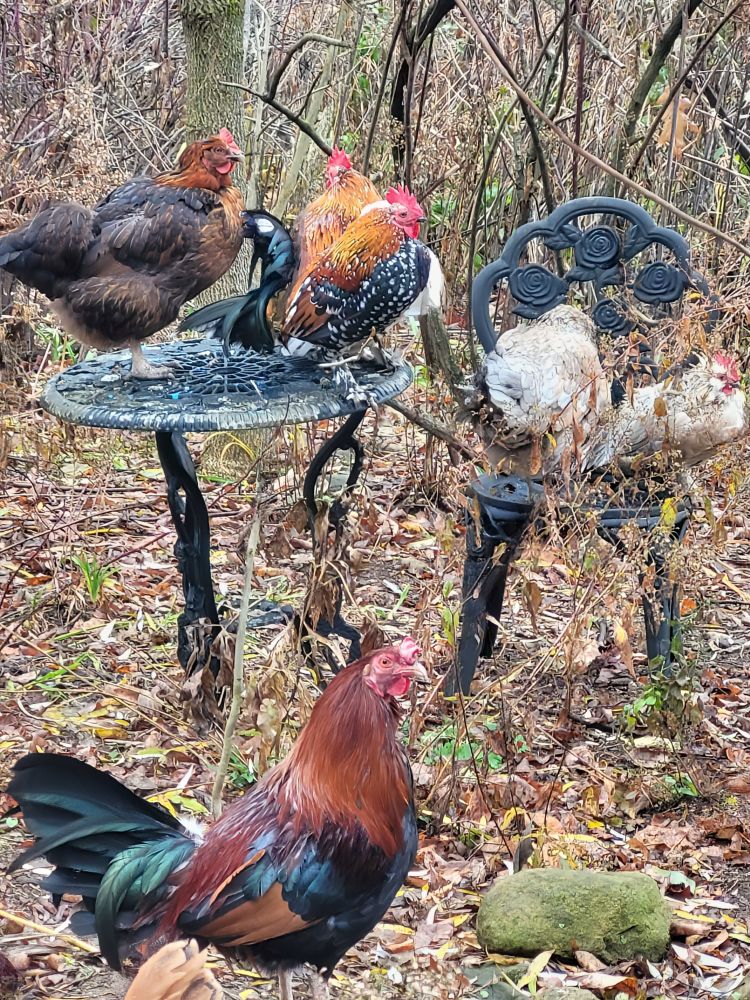 Three roosters and four hens standing on and around a wrought iron table and chair. Three of the hens are white. The other birds have mixtures of red, brown, and black feathers. Autumn leaves are on the ground.