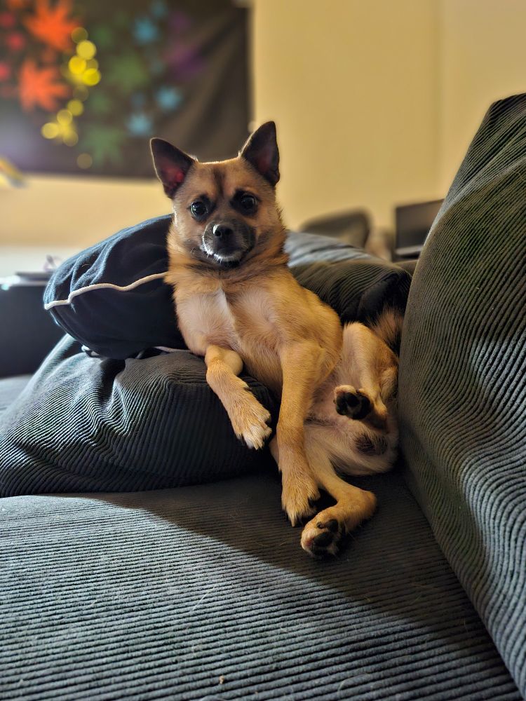 A small dog sitting upright on couch cushions.