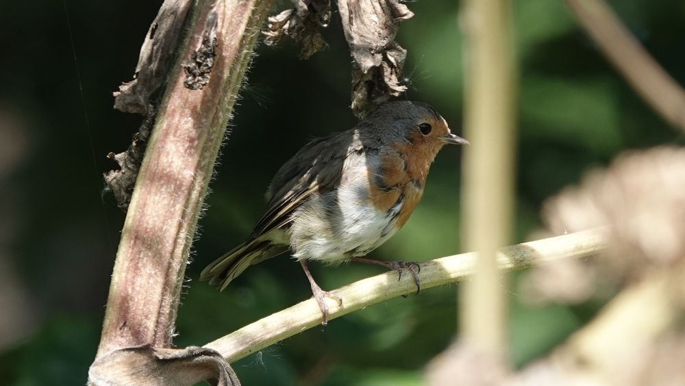 A close-up image of a brown, orange and white bird perched in shadows on a giant hogweed stem with an out-of-focus dark and green background. The top of their head is grey; their forehead, chin and breast is pale orange with flecks of dark. Their eye is jet black. Their wings are brown. Their underbelly is fluffy white with patches of black feathers.