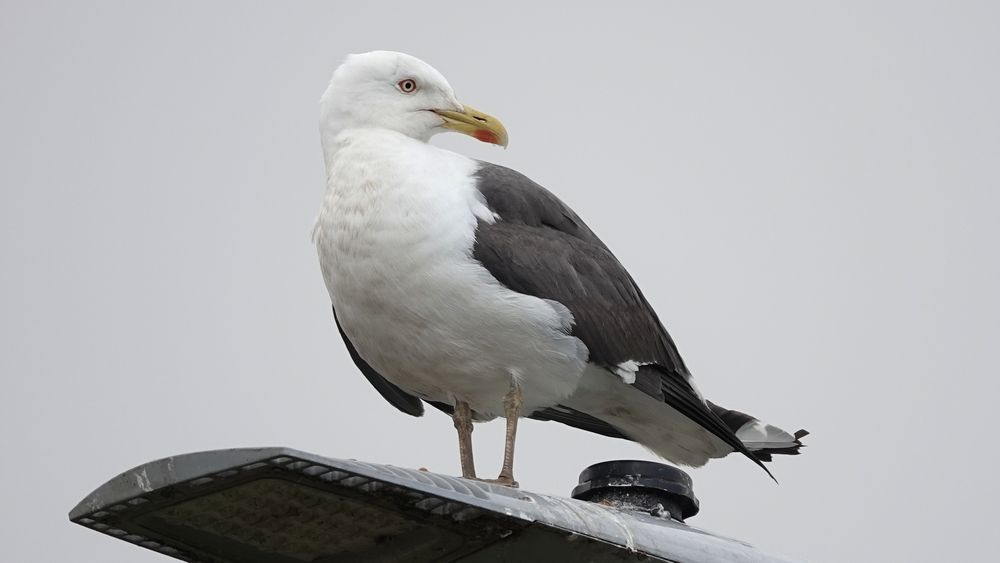 A close-up image of a large black and white gull perched on a lamp-post seen from below. Their head, breast, belly and under tail are white. Their flanks and wings are dark grey, almost black. Their eye is yellow with a red outer ring and a small dark pupil. Their hook-tipped beak is bright yellow with a red patch underneath near the tip.