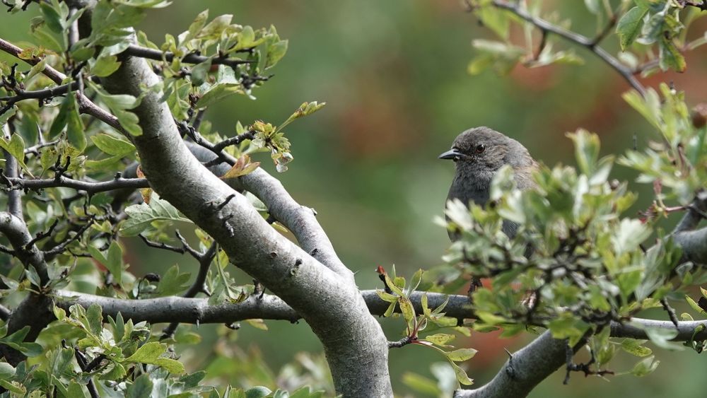A small brown and grey bird perched facing the camera on a branch, half-hidden by foreground leaves. They have a small pointed grey beak, orange eye with black pupil. The background is out-of-focus splotchy green and red.