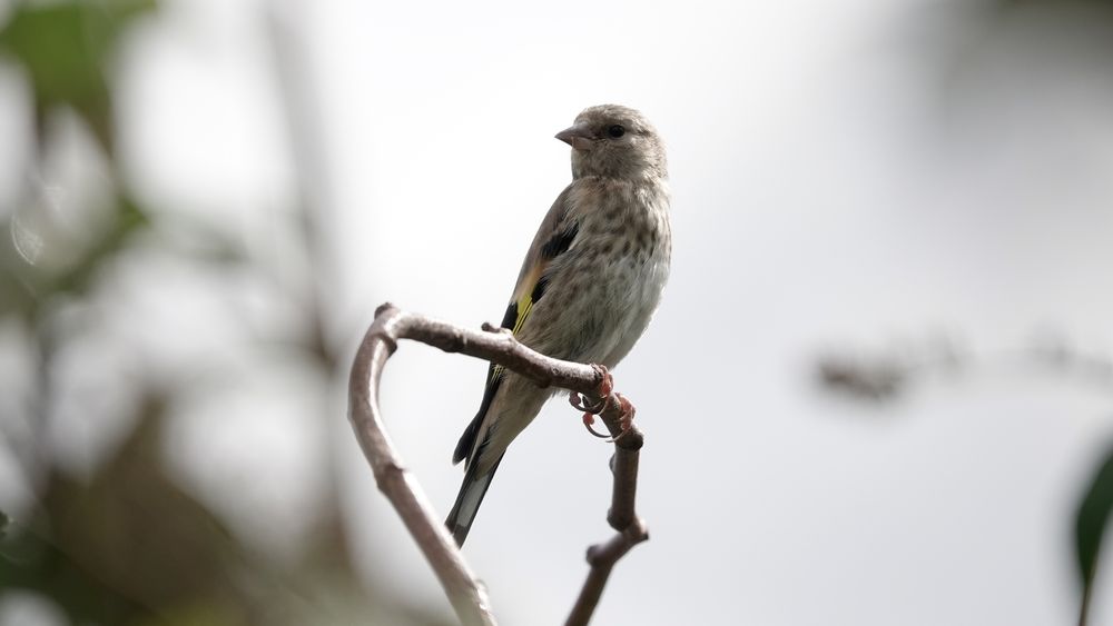 A close-up image of a juvenile goldfinch perched on curved branch facing the camera set against a while sky background with out-of-focus foliage around the edges. They are mostly mottled pale brown and white with gold and black patches on their wings.