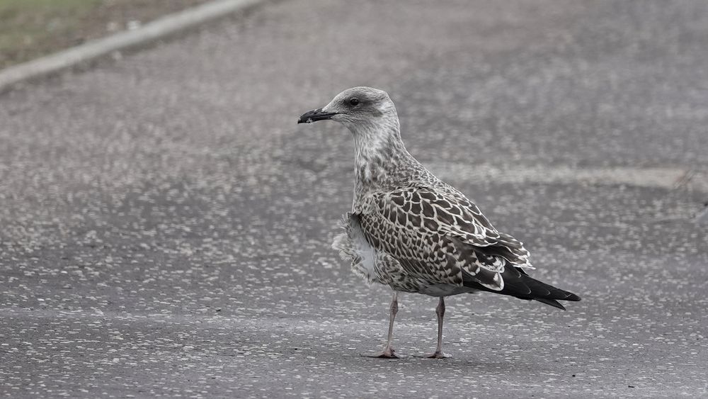 A close-up image of a large young gull standing on a tarmac path. Their head is mostly mottled grey and white with a dark shadow around their eye. Their beak is black. Their body is dark with pale edges to their feathers. Their tail is black. Their legs are pink. The wind has caught some of their feathers on their side lifting them out in a star-edged pattern.