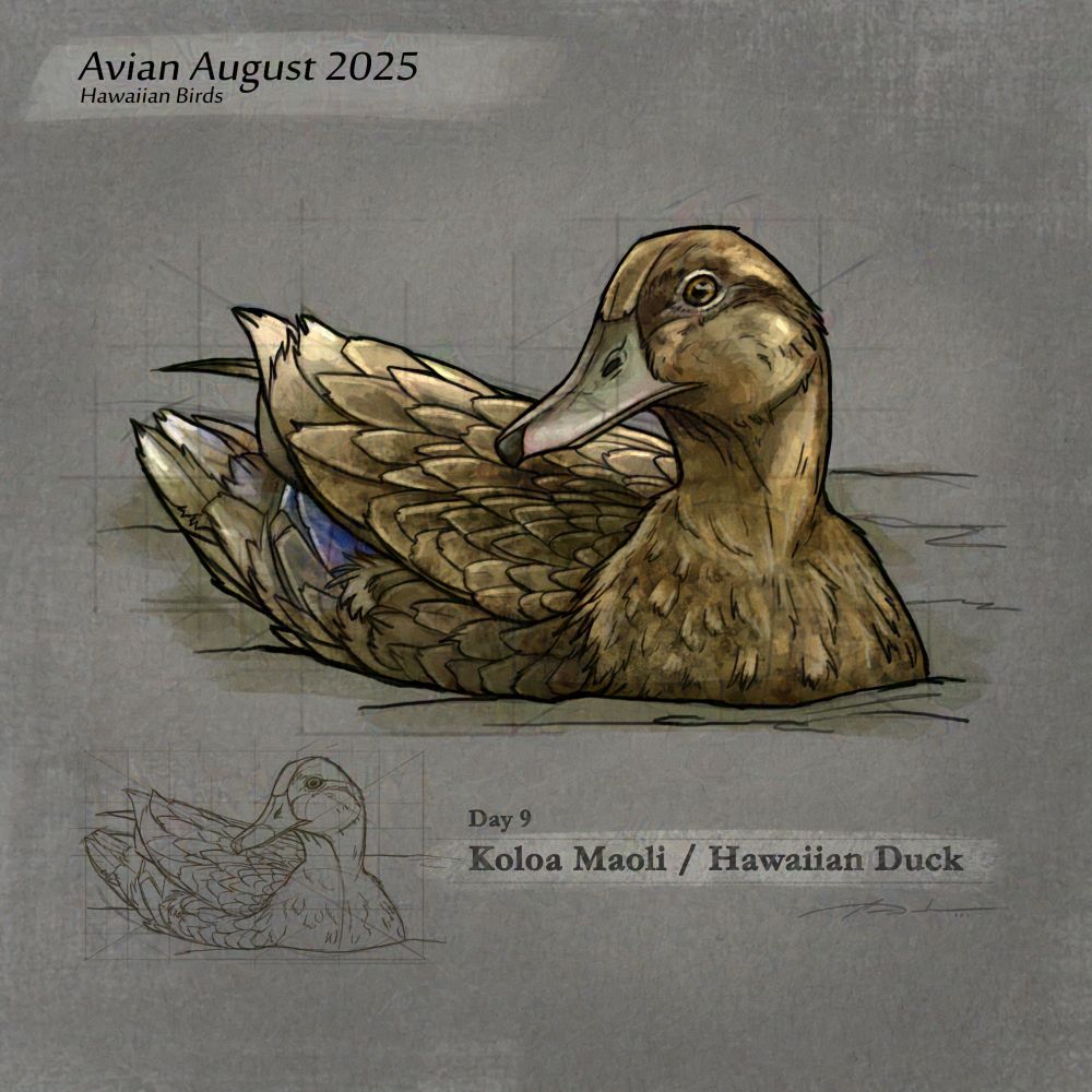 Digital sketch study of a Koloa Maoli Hawaiian Duck