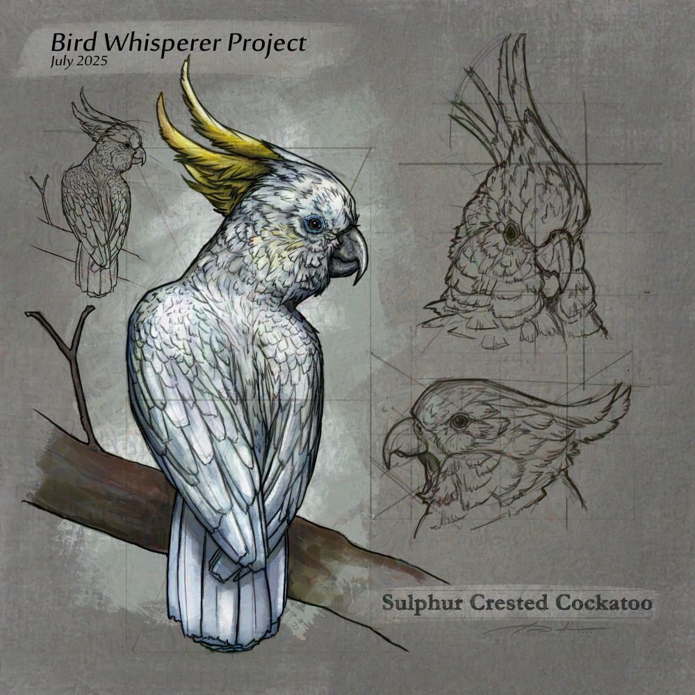 Digital Sketch study of a sulphur crested cockatoo (Cacatua galerita) on a branch,  is a relatively large white cockatoo with yellow crowned feathers on top of its head.  Found in wooded habitats in Australia, New Guinea, and some of the islands of Indonesia. They can be locally very numerous, leading to them sometimes being considered pests. A brilliant bird, they are well known in aviculture, although they can be demanding pets.