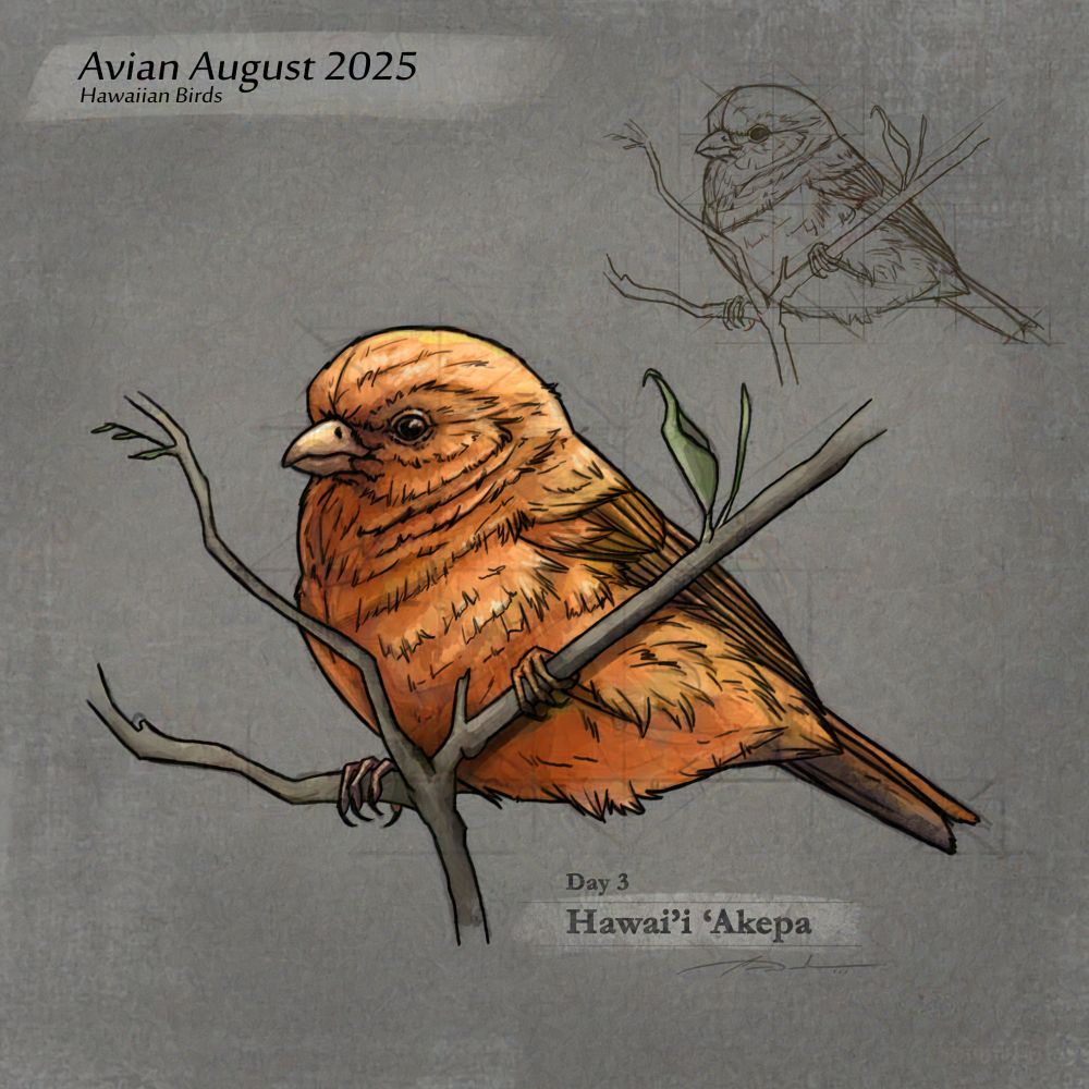 Digital Sketch study of Hawai'i 'Akepa, a small redish orange bird native to Hawaii 