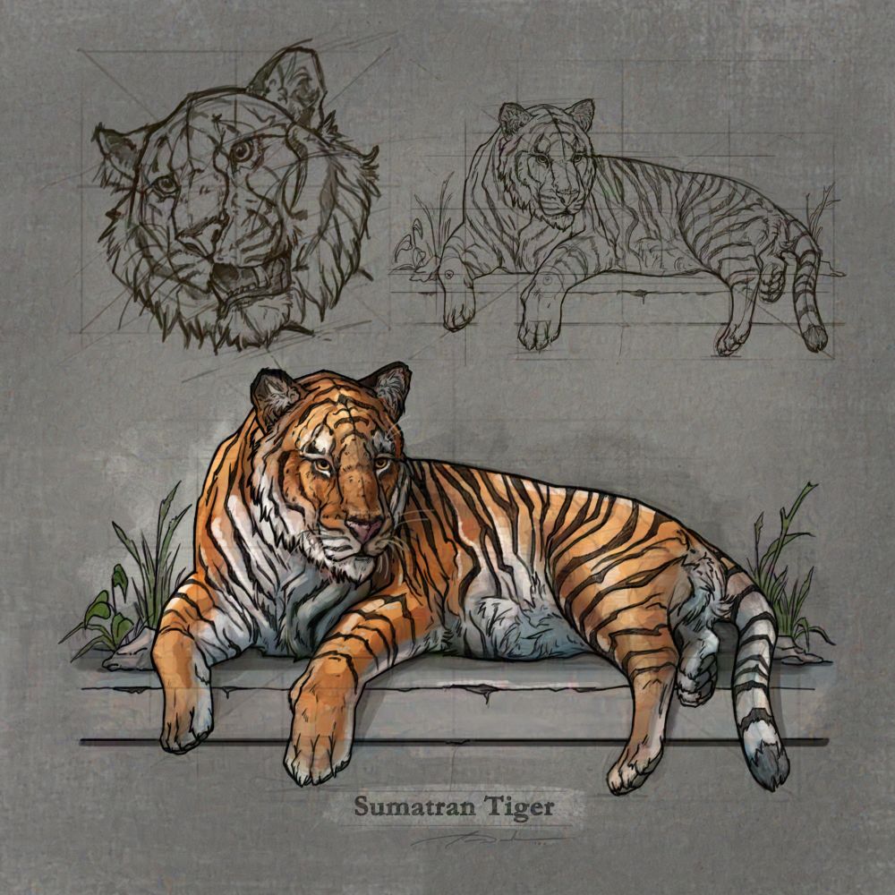 Digital sketch studies of the Sumatran Tiger, laying down. Working off of ref photos taken at Disney's Animal Kingdom. This tiger is resting on a concrete fountain, where Tiger likes to hang out and cool off in the summer sun. 