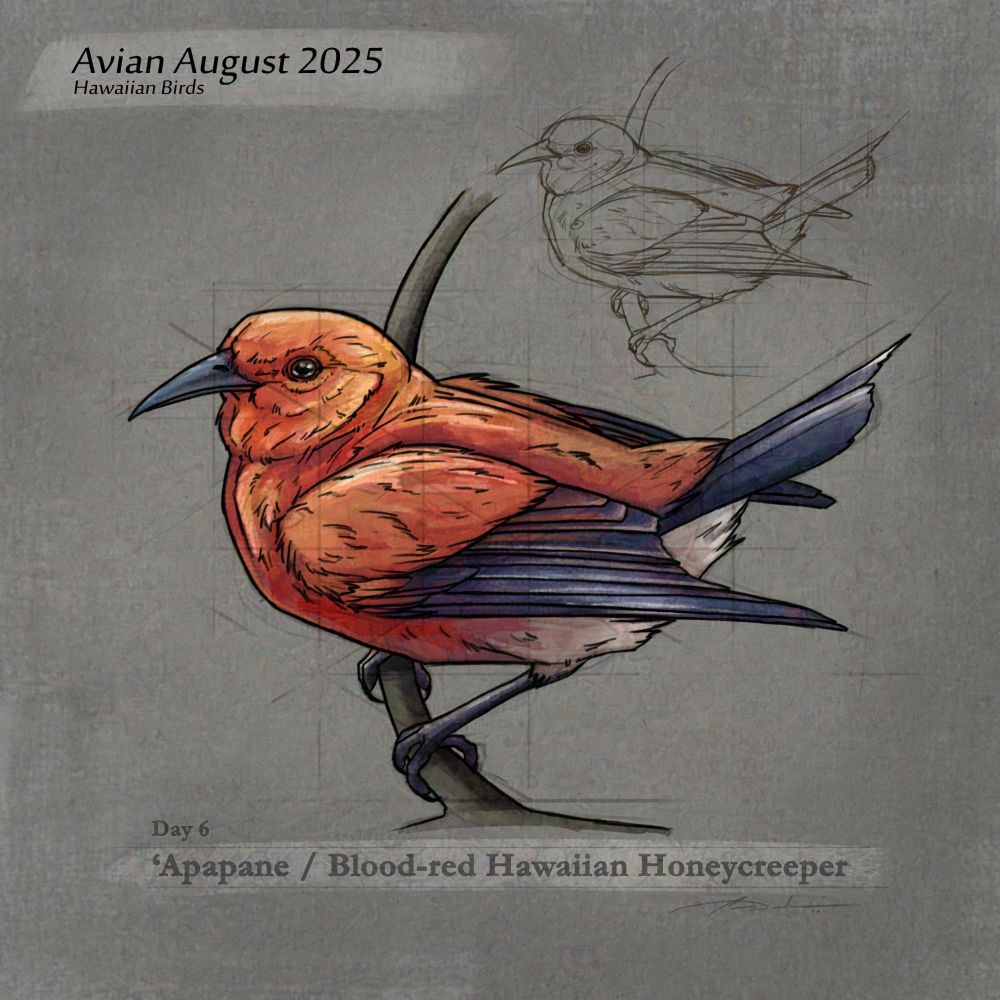 Digital sketch study of a Apapane Honeycreeper