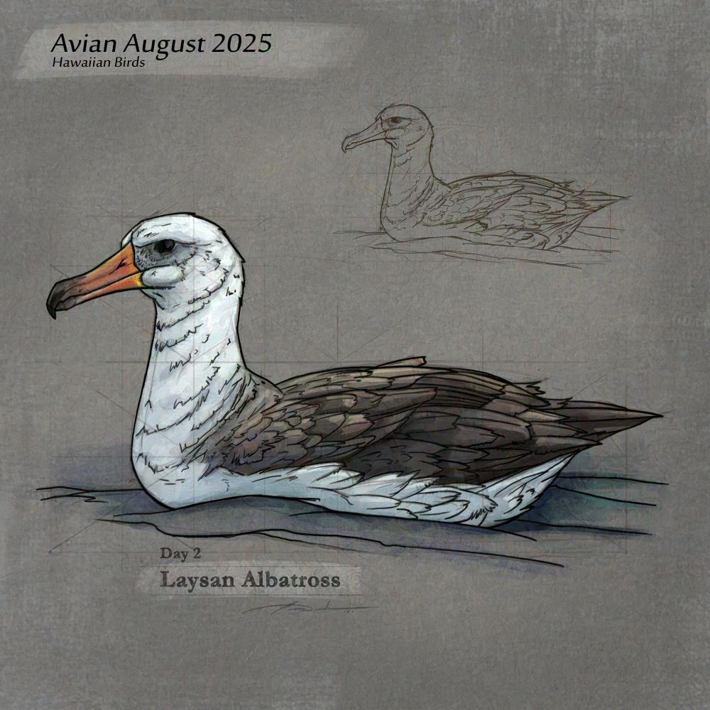 Digital sketch study of Laysan Albatross for Avian August 2025 Day 2. Sea Bird resting on water. 