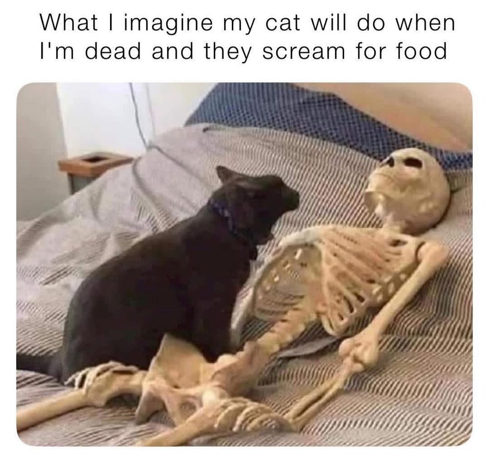 What I imagine my cat will do when I'm dead and they scream for food
Image of a black cat screaming at a skeleton on a bed 