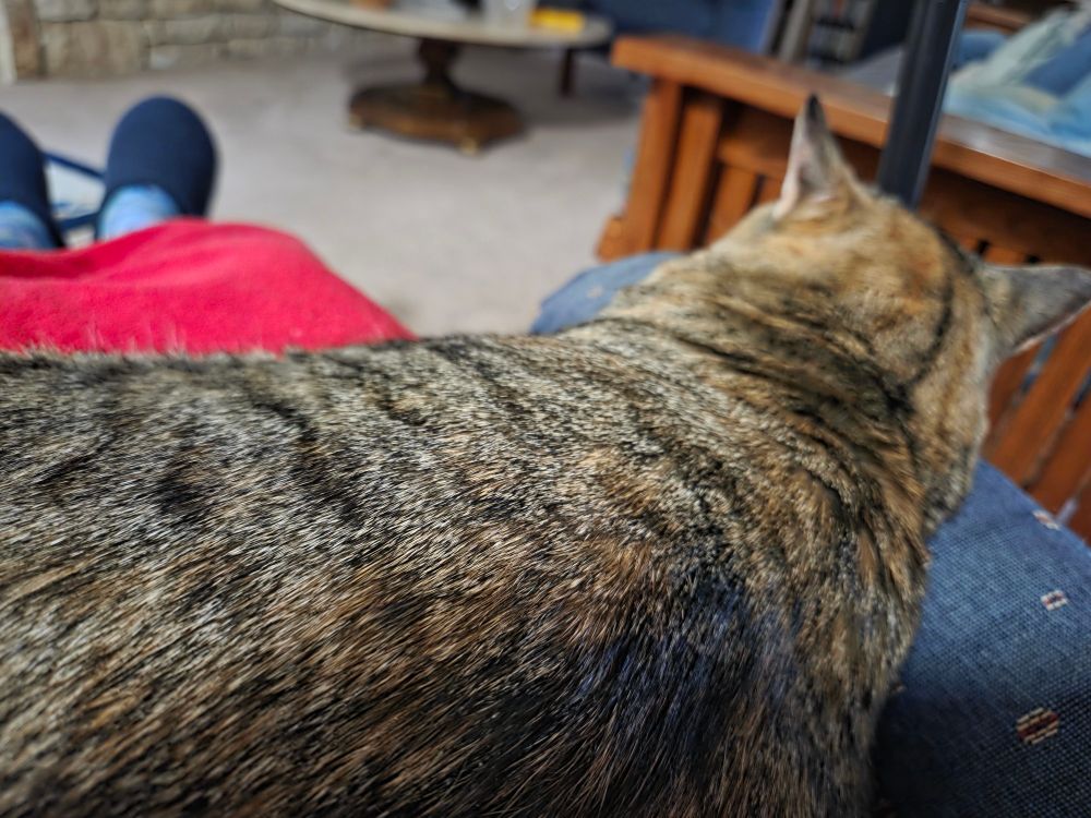 Large tabby cat dozes on fuzzy red bathrobe-clad lap.