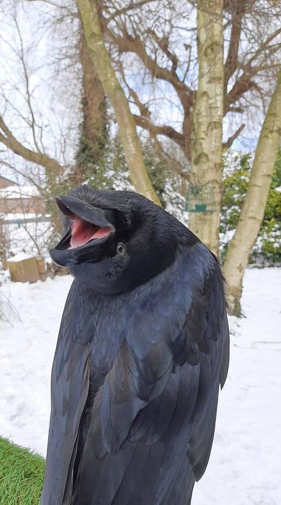 Crow looking behind himself with a full vertical 180° head tilt cause he's a talented boy yes he is omg just look at him so good.