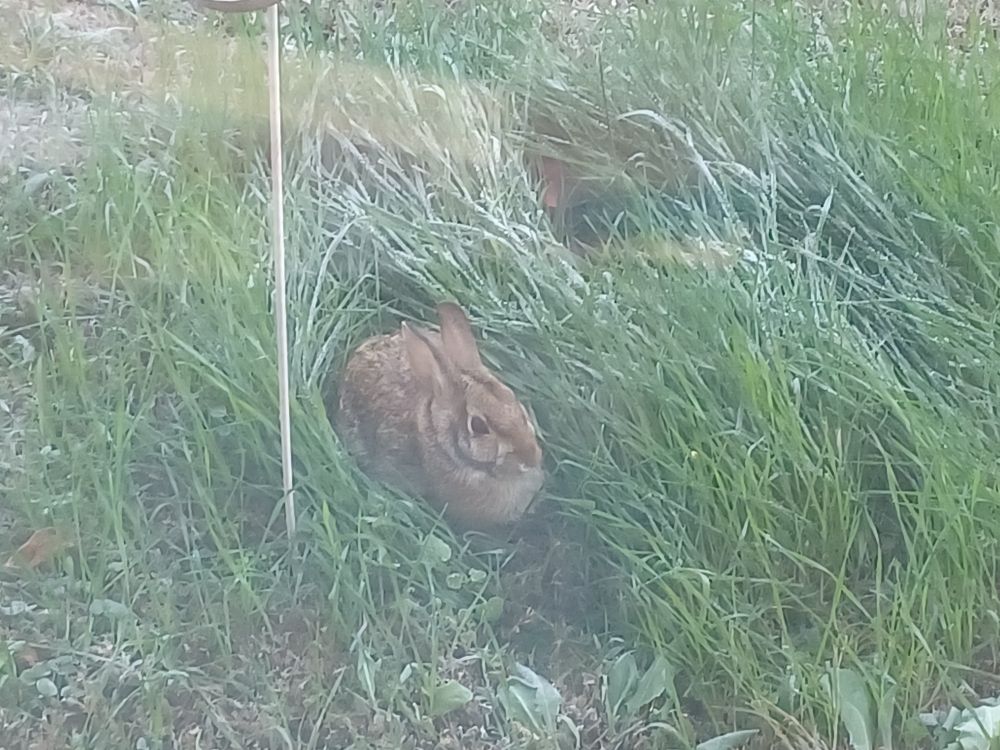 A small, brown bunny rabbit resting in a tuft of green grass. 