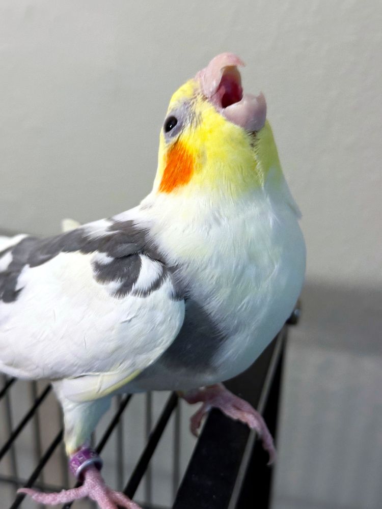 Pied cockatiel screaming to the right