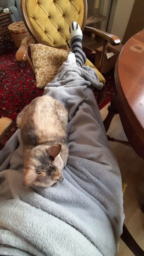 Katze Bertha auf Merris Schoß