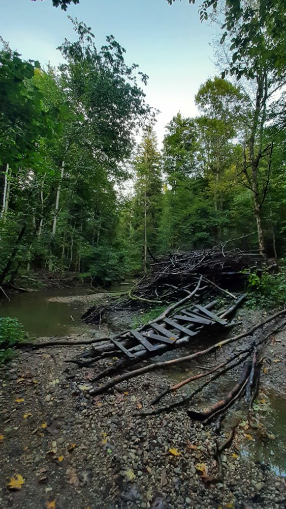 Foto einer selbstgebauten Brücke im Wald
