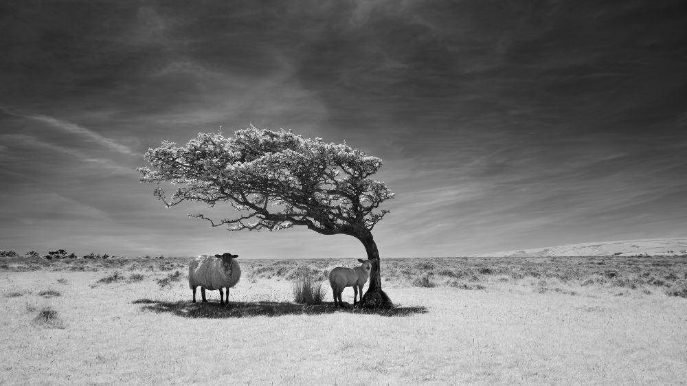 Refuge. Exmoor, North Devon, England. 2013. © russbarnes.co.uk
