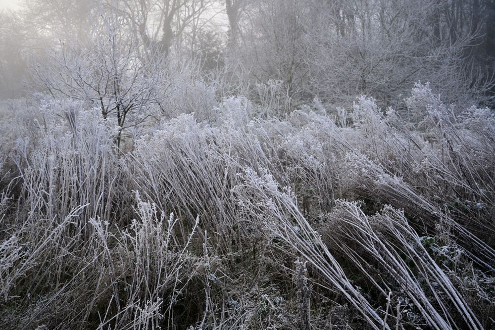 Winter Scrub. Heathland, Warwickshire. 2024. © russbarnes.co.uk