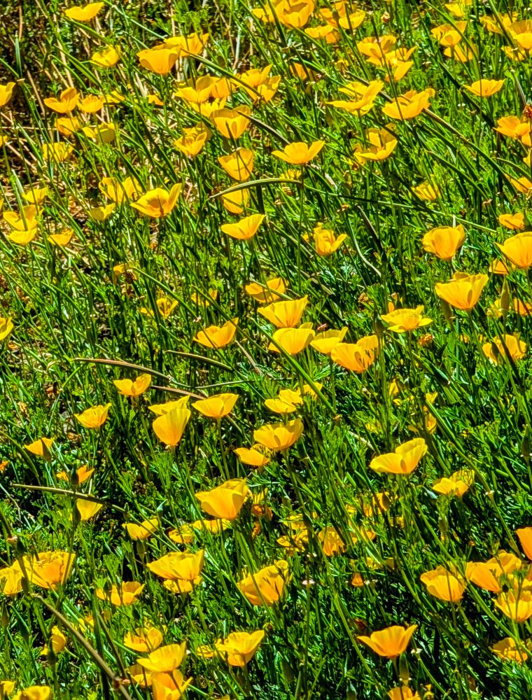A field of orange yellow poppies.