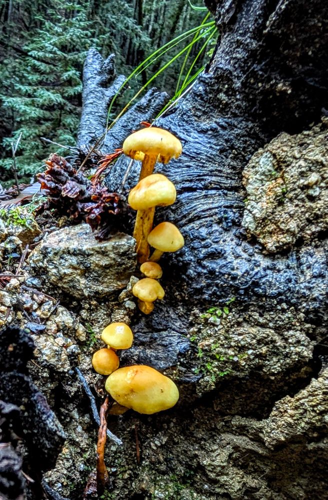 A group of small yellow orange mushrooms are lined up growing  on a dark, wet tree root surrounded by rocks. 