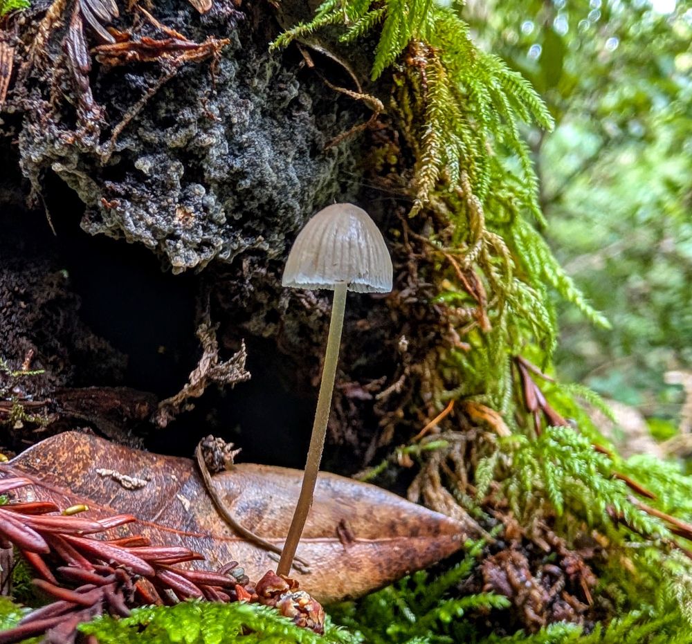 One tiny mycena framed by tree trunk with moss . Bay leaf and redwood bracket at bottom.