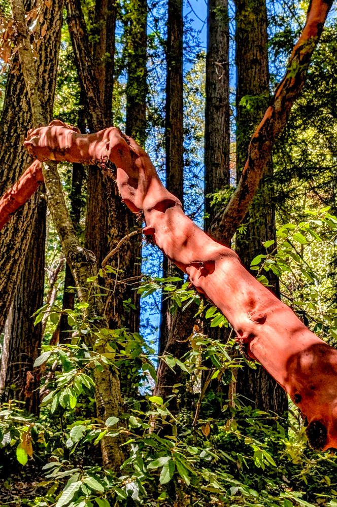 Large red Madrone tree leaning in front on redwood trees. 
