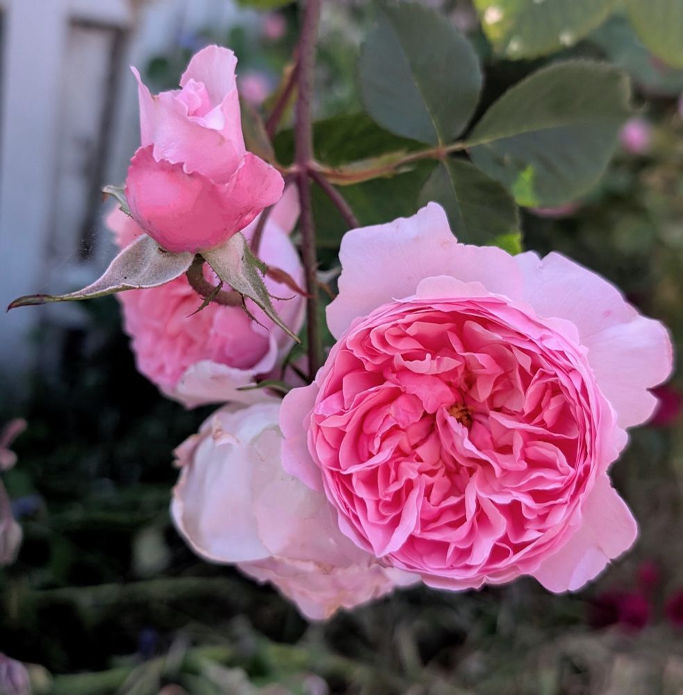 One pink rosebud and pink rose blossom with tight petals in circle in middle. 