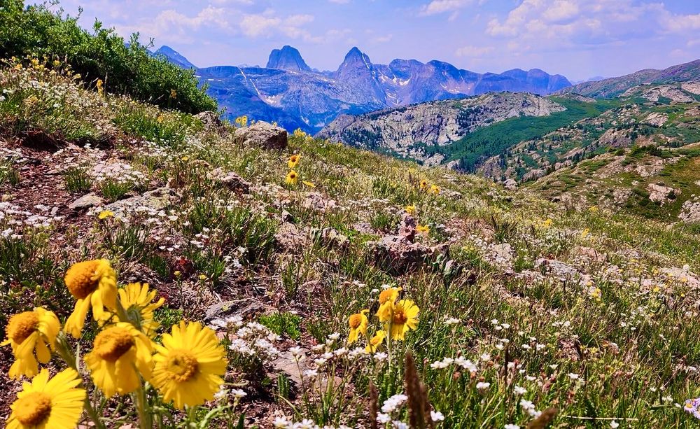 Yellow flowers in forefront. White flowers on hillside. Mountains in background.