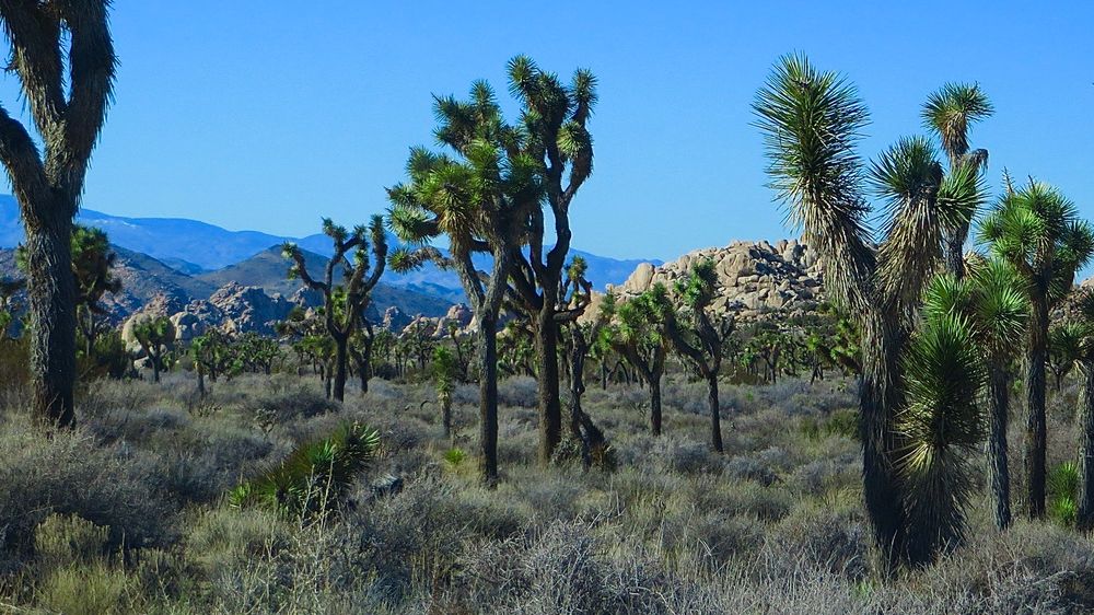 Joshua trees in dessert with rocks and sky in background. 