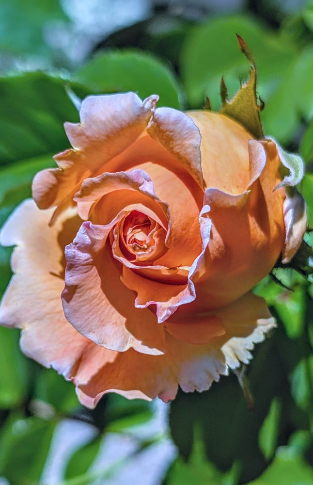 Light orange Polka Rose bud opening up its curling petals.