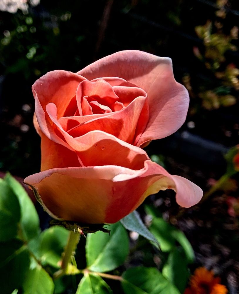 Pale orange rose bud in the sun. 