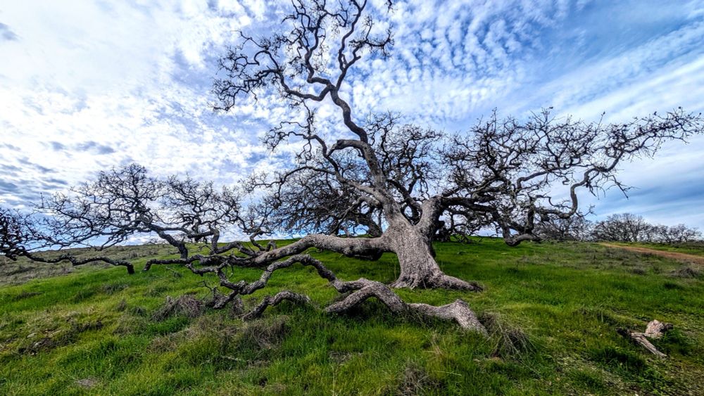 Large blue oak tree with large branches hitting the ground.
On top of green grass hill in Rancho Canada del Oro. Blue sky with clouds.