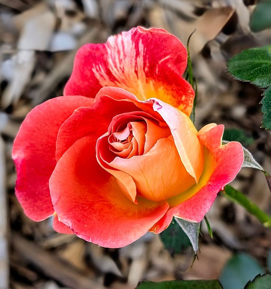 Orange, yellow and white rose bud.